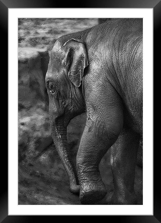 Mud Bath Framed Mounted Print by Wayne Molyneux