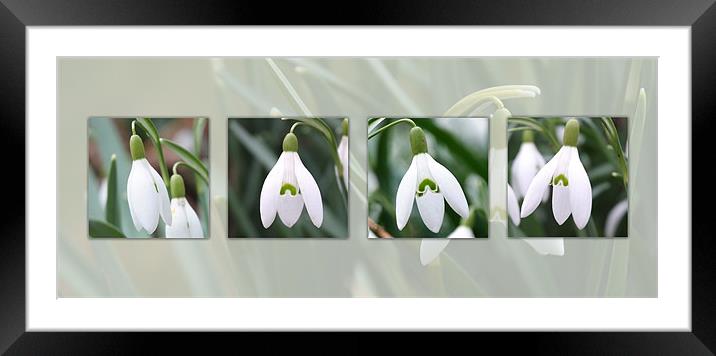 Snowdrops Composite Framed Mounted Print by christopher darmanin