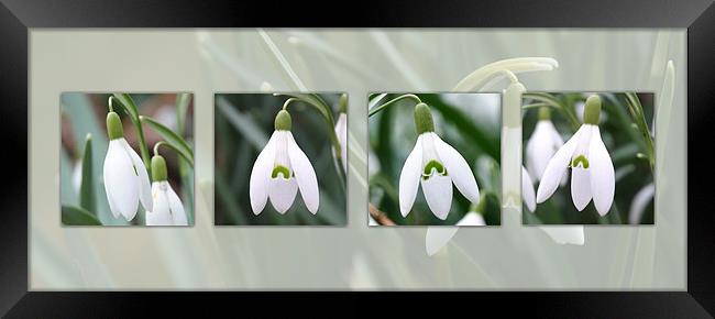 Snowdrops Composite Framed Print by christopher darmanin