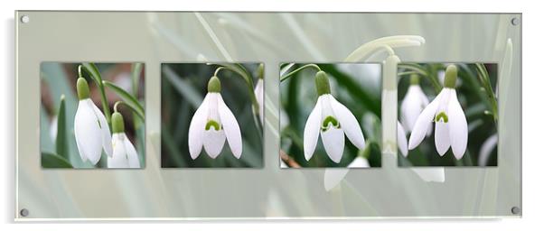 Snowdrops Composite Acrylic by christopher darmanin