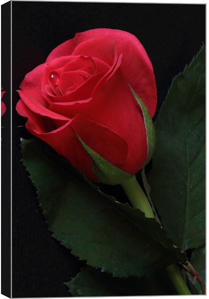 Single Red Rose Canvas Print by Wayne Molyneux