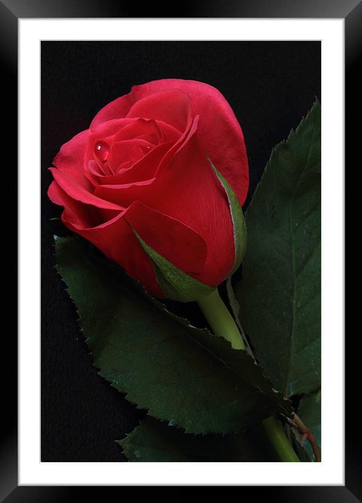 Single Red Rose Framed Mounted Print by Wayne Molyneux