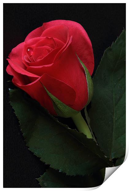 Single Red Rose Print by Wayne Molyneux