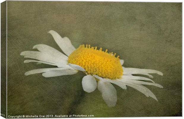 Soft Daisy Canvas Print by Michelle Orai