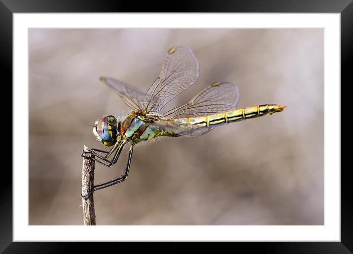 dragonfly Framed Mounted Print by Kelvin Rumsby