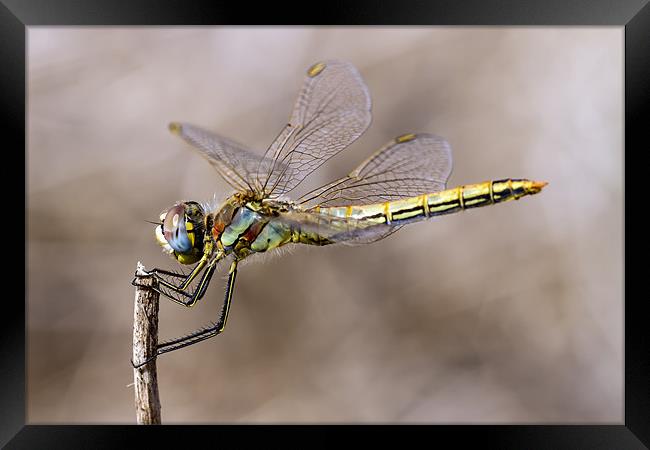 dragonfly Framed Print by Kelvin Rumsby