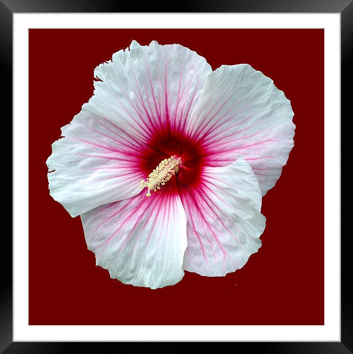 Showy hibiscus Framed Mounted Print by Regis Yaworski