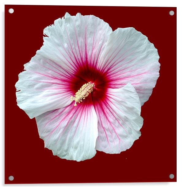 Showy hibiscus Acrylic by Regis Yaworski