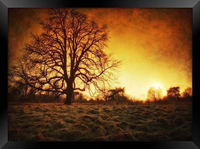 Return Of The Sun Framed Print by Chris Manfield