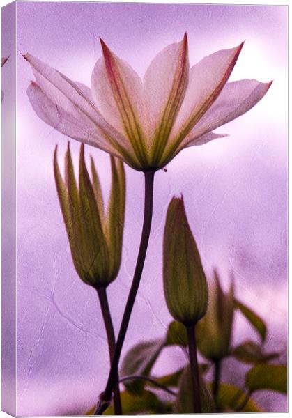 Purple Flower Canvas Print by Mark Llewellyn