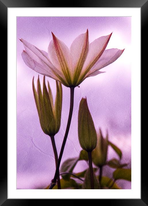 Purple Flower Framed Mounted Print by Mark Llewellyn