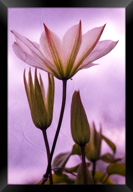 Purple Flower Framed Print by Mark Llewellyn