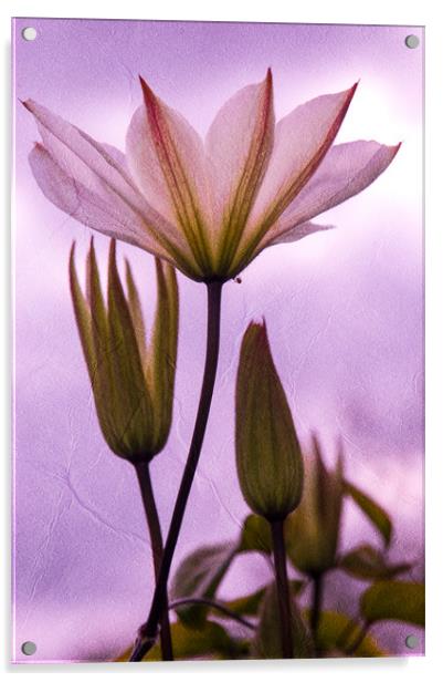 Purple Flower Acrylic by Mark Llewellyn