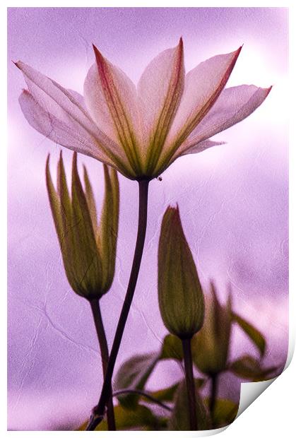 Purple Flower Print by Mark Llewellyn