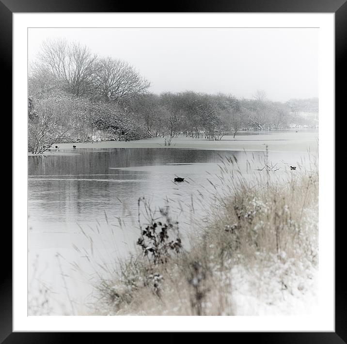 Marsh in snow Framed Mounted Print by Paula Puncher