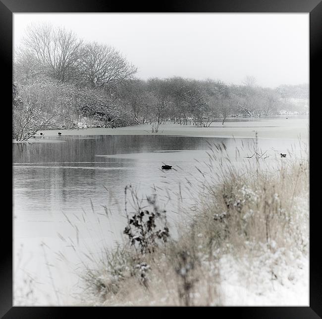 Marsh in snow Framed Print by Paula Puncher