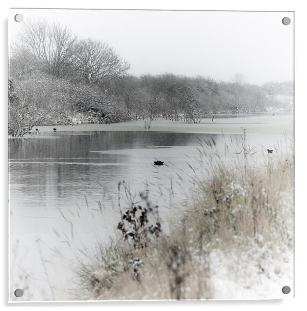 Marsh in snow Acrylic by Paula Puncher