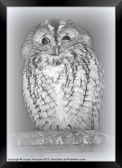 Spotted Eagle Owl Framed Print by Jacqui Kilcoyne
