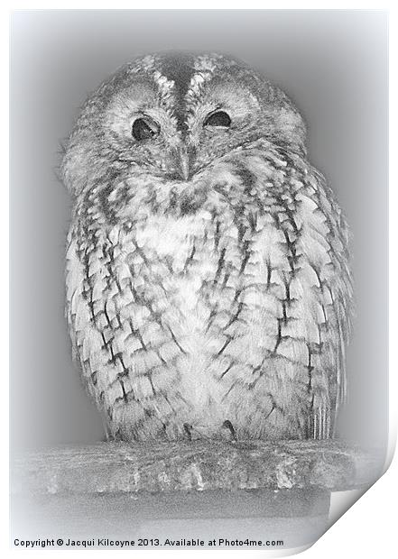 Spotted Eagle Owl Print by Jacqui Kilcoyne