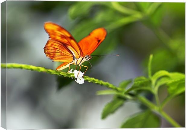 Flame Butterfly Canvas Print by Grant Glendinning