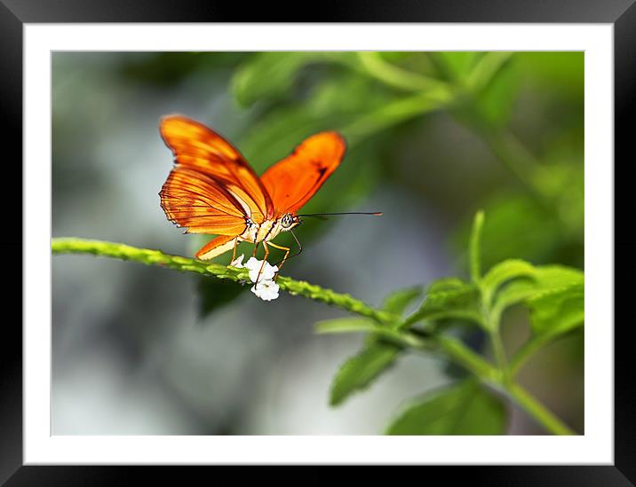 Flame Butterfly Framed Mounted Print by Grant Glendinning