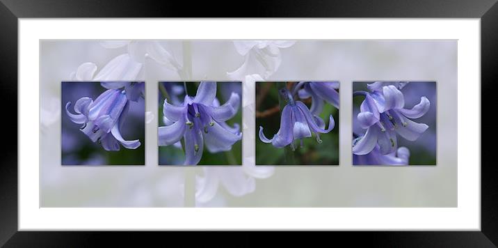 bluebells composite Framed Mounted Print by christopher darmanin