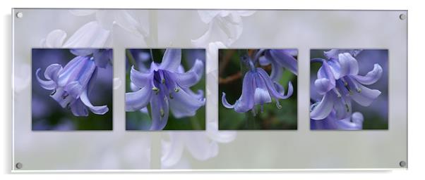 bluebells composite Acrylic by christopher darmanin