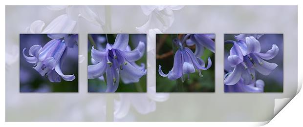 bluebells composite Print by christopher darmanin