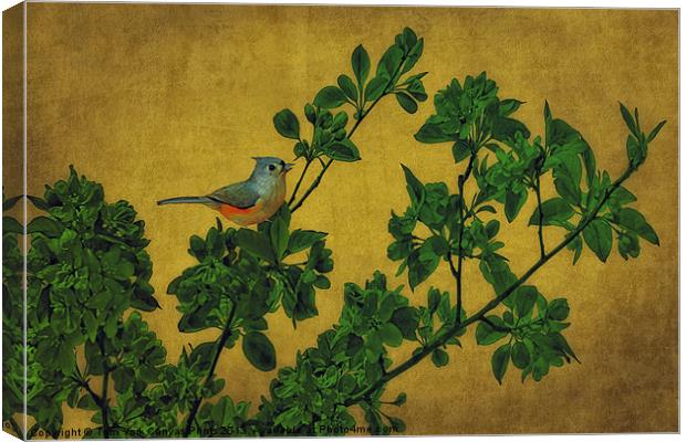 JUNCO ON A BRANCH Canvas Print by Tom York