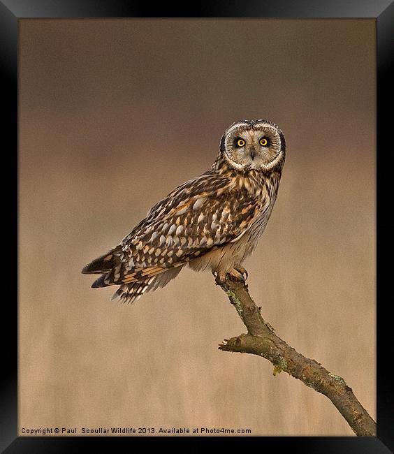 Short Eared Owl Framed Print by Paul Scoullar