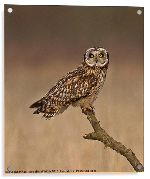 Short Eared Owl Acrylic by Paul Scoullar