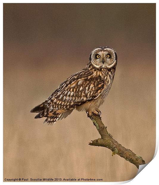 Short Eared Owl Print by Paul Scoullar