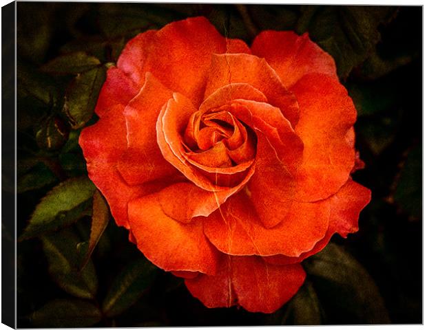 Aged Red Rose Canvas Print by Mark Llewellyn