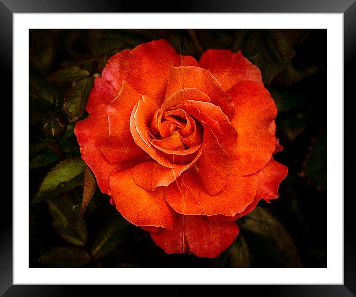 Aged Red Rose Framed Mounted Print by Mark Llewellyn