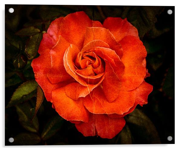 Aged Red Rose Acrylic by Mark Llewellyn