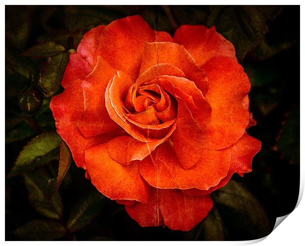 Aged Red Rose Print by Mark Llewellyn