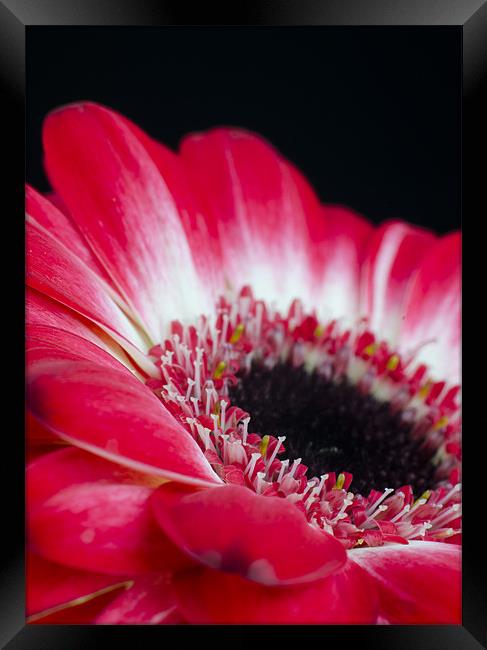 Floral Contrast Framed Print by T2 Images