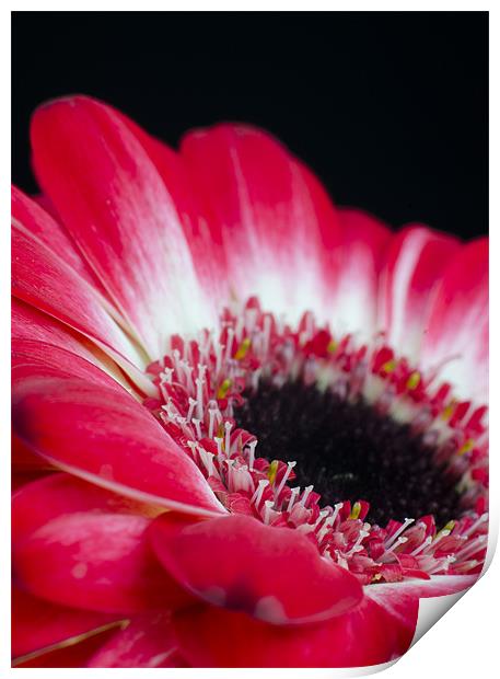 Floral Contrast Print by T2 Images