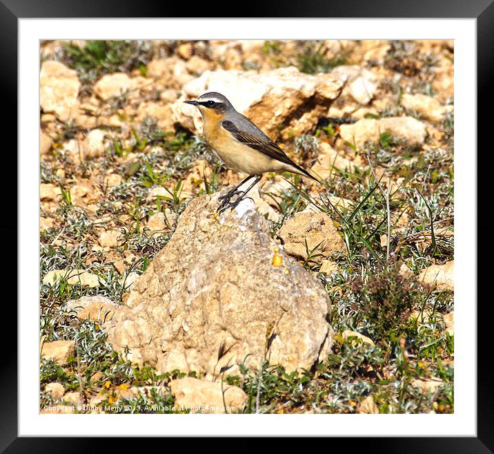 Wheatear Framed Mounted Print by Digby Merry