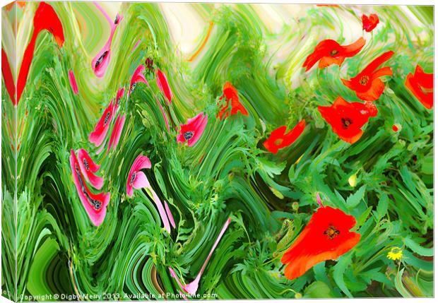 Pink and red poppies Canvas Print by Digby Merry