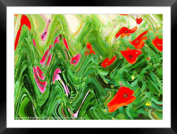 Pink and red poppies Framed Mounted Print by Digby Merry