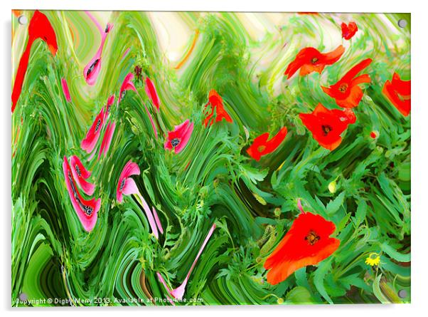 Pink and red poppies Acrylic by Digby Merry