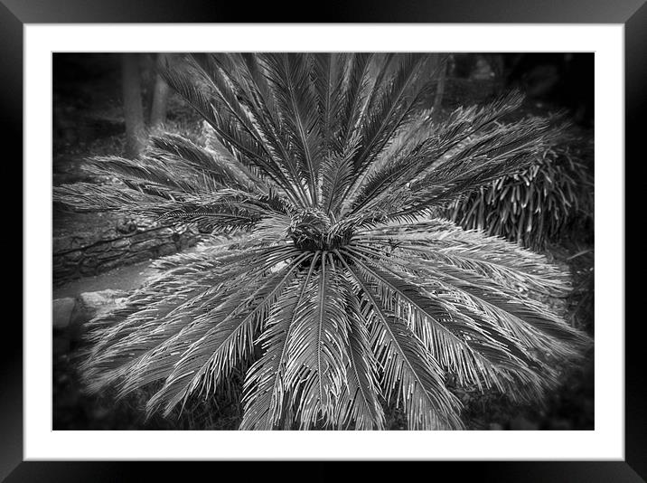 A Circle of Mono fans.... Framed Mounted Print by Ian Johnston  LRPS
