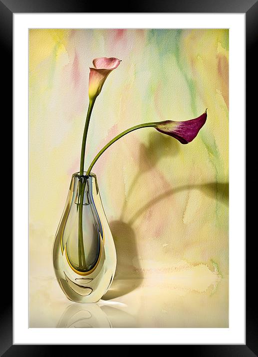Floral Harmony  Framed Mounted Print by Chuck Underwood