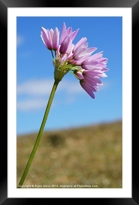 Allium Roseum Framed Mounted Print by Digby Merry