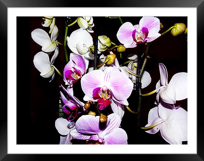 1148-beauty orchids Framed Mounted Print by elvira ladocki