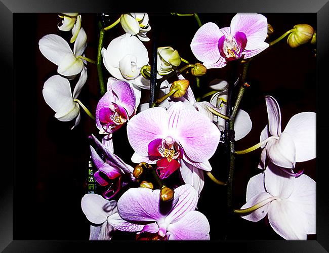 1148-beauty orchids Framed Print by elvira ladocki