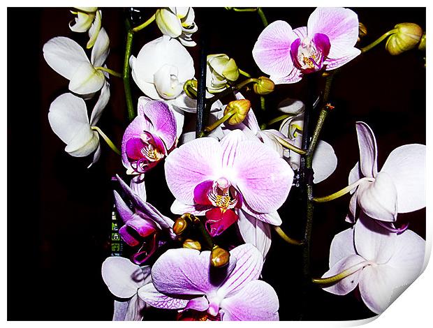 1148-beauty orchids Print by elvira ladocki