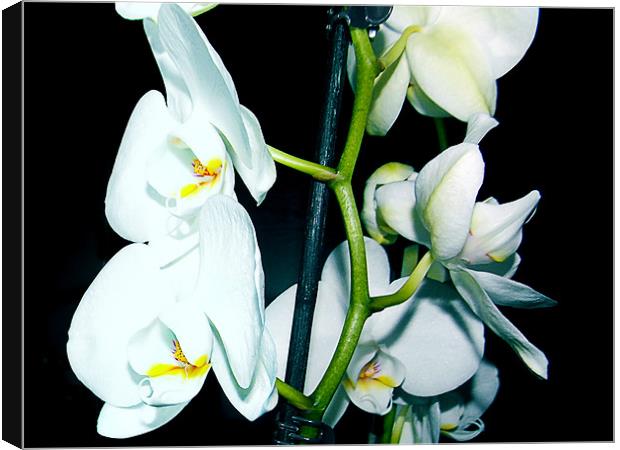 1150-white orchid Canvas Print by elvira ladocki