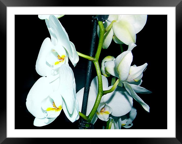 1150-white orchid Framed Mounted Print by elvira ladocki